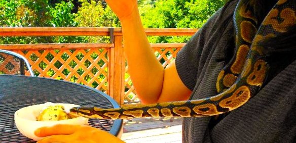 Smeagol investigates some ice cream.