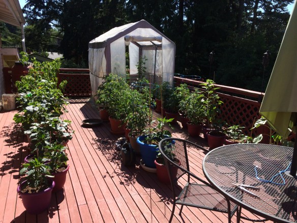 Garden Deck Expanded